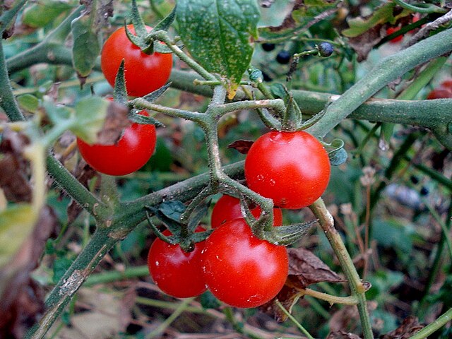 Tomatoes (cherry)