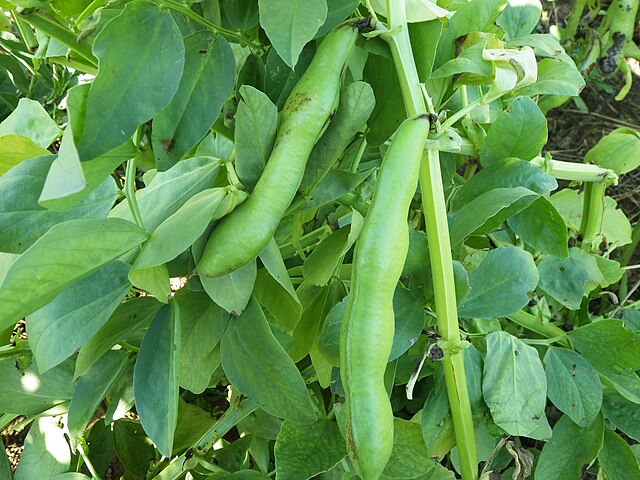 Beans, Broad