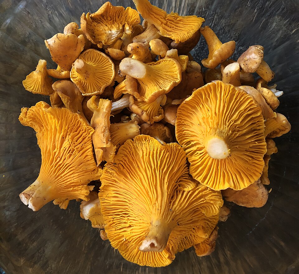 Chanterelles