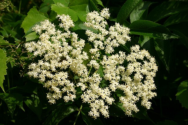 Elderberries