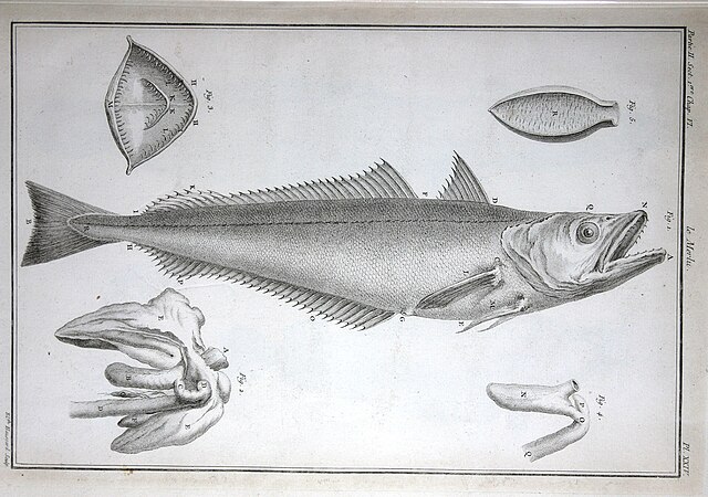 Hake