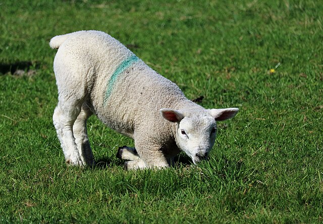 Lamb