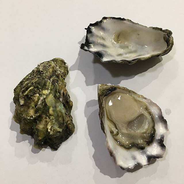 Oysters