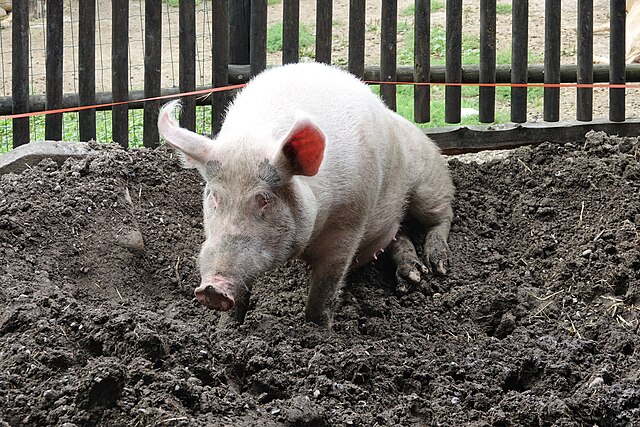 Pork