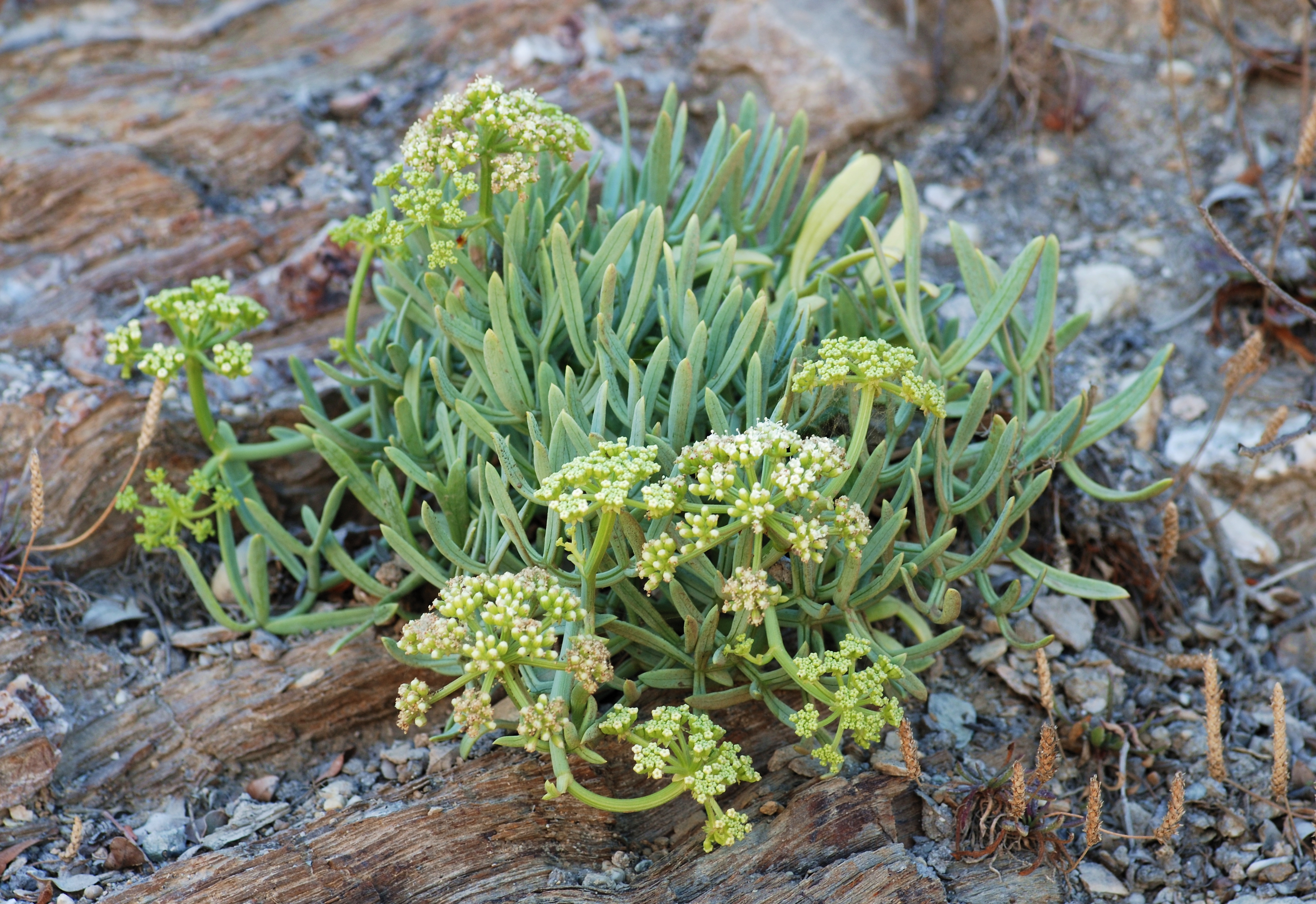 Rock Samphire