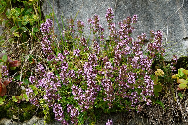 Thyme